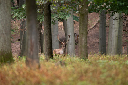 Dama dama during the female rut.の写真素材