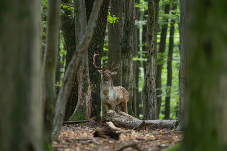 Dama dama and an important period of the year.の写真素材