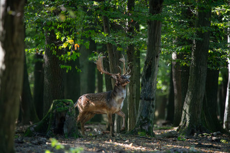 Dama dama and an important period of the year.の写真素材