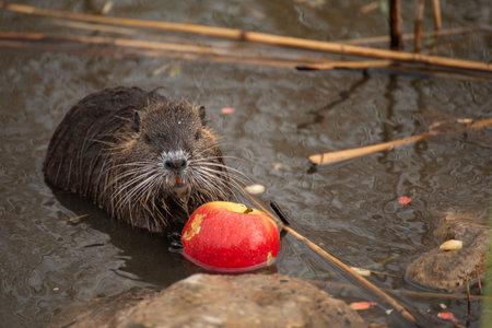 A river nutria eating an apple.の写真素材