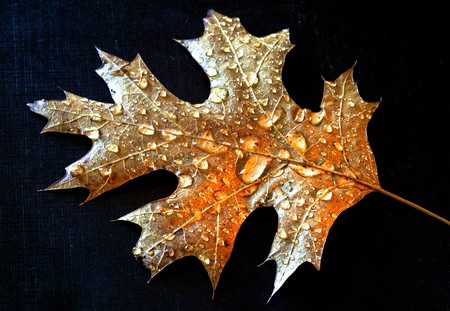 Wet oak leaf on black background