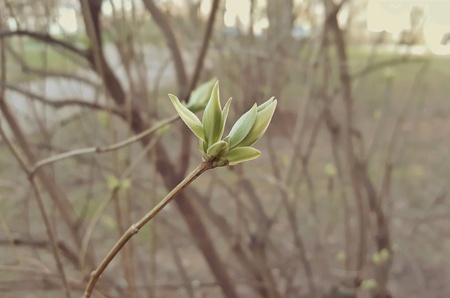 Green leaves on a branchの素材