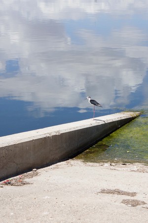 white stork in a lake over a leg in summerの写真素材