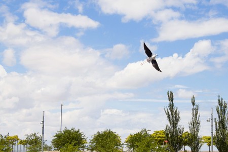 white stork flying overa park in spring a cloudy dayの写真素材