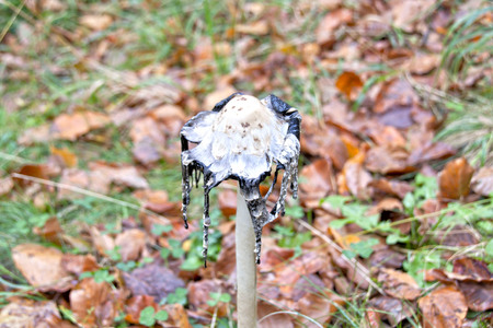 fungus in autumn surrounded of leaves in a forest