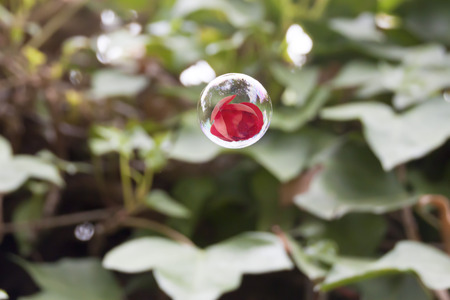 rose in a soap bubble flying in the air