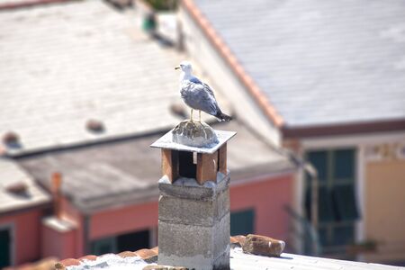 dove over a chimney in Italy in a sunny dayの写真素材