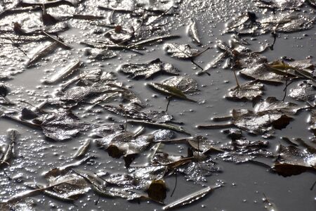 leaves in a puddle in a sunny day after the rainの写真素材
