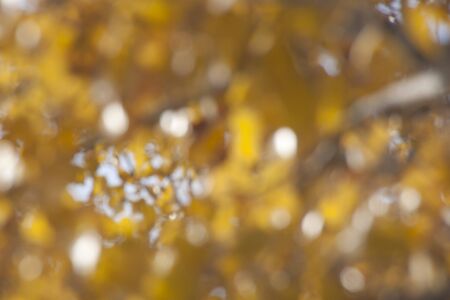 blur background of branches and leaves of a black poplarの写真素材