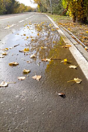 tree reflected in a puddle in a park in autumnの写真素材