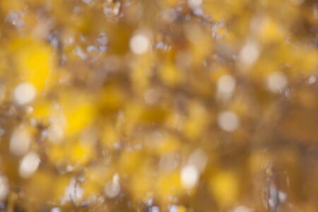 blur background of branches and leaves of a black poplarの写真素材