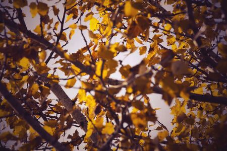 background of branches and leaves of a black poplarの写真素材