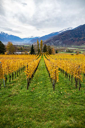 Vineyard near Jenins Switzerland in the Autumnの写真素材