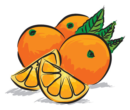 oranges illustrationのイラスト素材