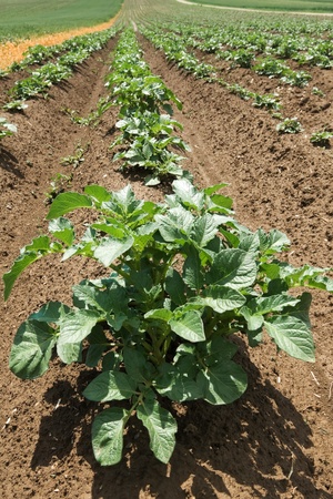 Potato bushes の写真素材