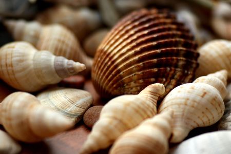 brown sea shell with beige shells on brown background