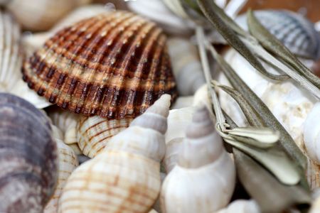 brown sea shell with beige shells on brown background
