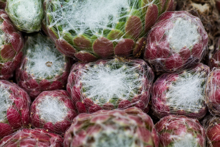 Close up of Cobweb cactusの写真素材