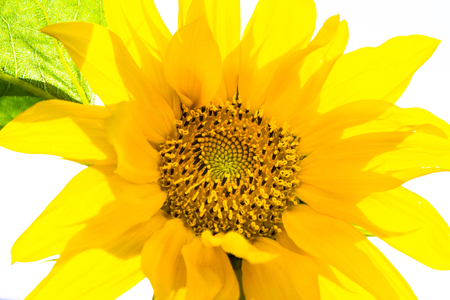 Bright Yellow Sunflowerの写真素材