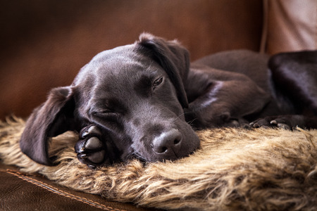 Black Labrador Puppy Sleeping on a Cushionの写真素材