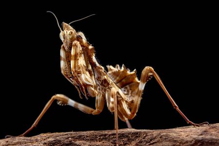 Thistle Praying Mantis, blepharopsis mendica, on a tree bark with black backgroundの写真素材