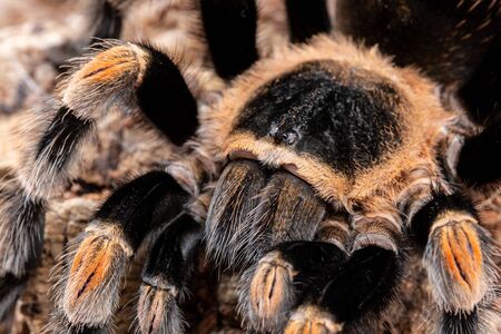 Mexican Red Knee Tarantula, Brachypelma hamorii, on a piece of cork barkの写真素材