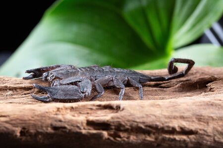 Flat Rock Scorpion, Hadogenes troglodytes, on a piece of tree barkの写真素材