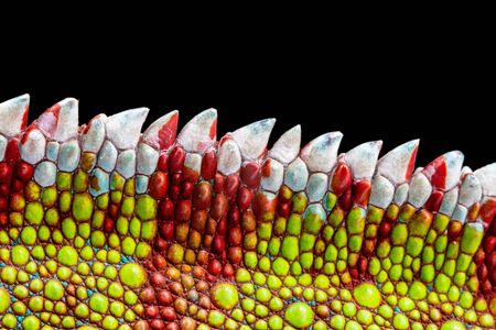 Panter Chameleon, furcifer pardalis, spiny back photographed against a plain black backgroundの写真素材