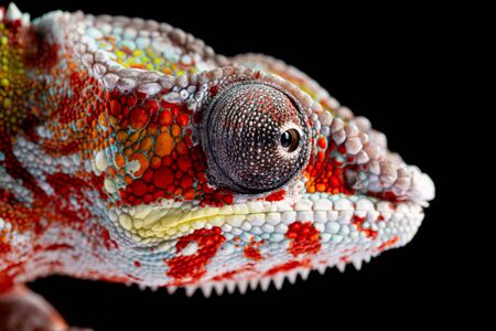 Panter Chameleon, furcifer pardalis, photographed on a plain backgroundの写真素材