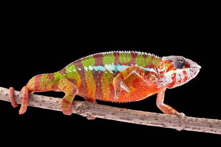 Panter Chameleon, furcifer pardalis, photographed on a plain backgroundの写真素材