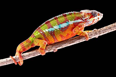 Panter Chameleon, furcifer pardalis, photographed on a plain backgroundの写真素材