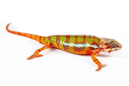Panter Chameleon, furcifer pardalis, photographed on a plain backgroundの写真素材