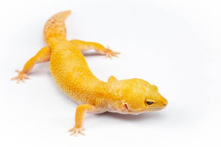 Leopard Gecko, eublepharis macularis, close up photograph on a plain white backgroundの写真素材