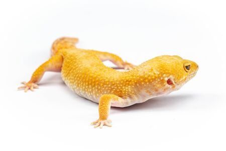 Leopard Gecko, eublepharis macularis, close up photograph on a plain white backgroundの写真素材