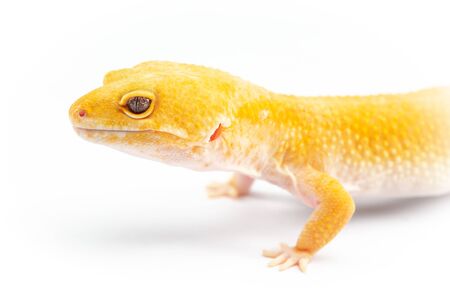 Leopard Gecko, eublepharis macularis, close up photograph on a plain white backgroundの写真素材