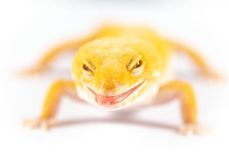 Leopard Gecko, eublepharis macularis, close up photograph on a plain white backgroundの写真素材