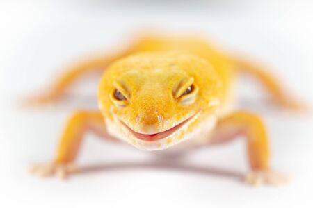 Leopard Gecko, eublepharis macularis, close up photograph on a plain white backgroundの写真素材