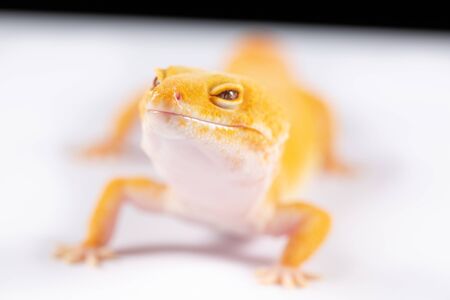 Leopard Gecko, eublepharis macularis, close up photograph on a plain white backgroundの写真素材
