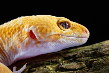 Leopard Gecko, eublepharis macularis, close up photograph on a wood log backgroundの写真素材