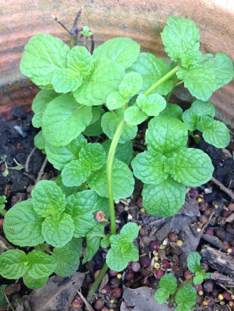 Fresh peppermint.の素材