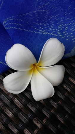 Plumeriaの写真素材