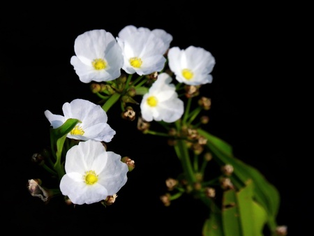 White Flowerの写真素材