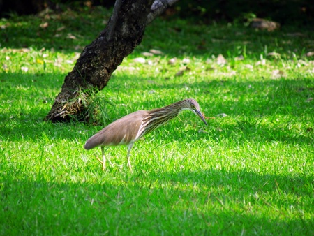 Bittern