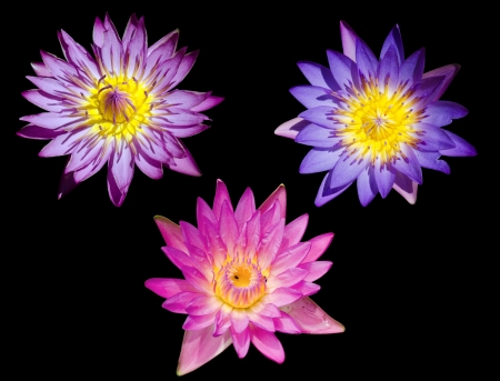 Three lotus on black backgroundの写真素材