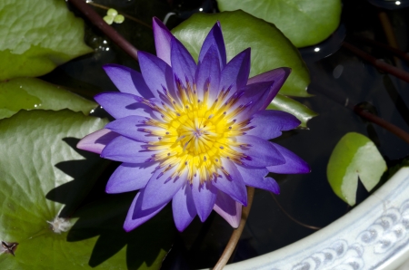 Lotus and sunlightの写真素材