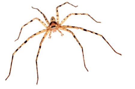 Spider