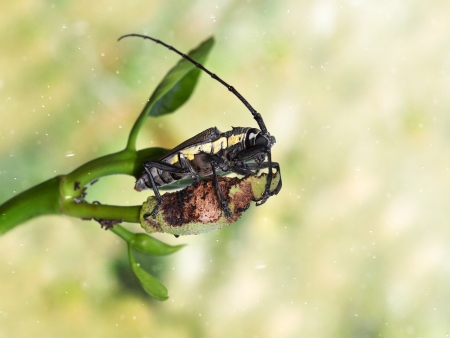 Coleoptera-Cerambycidaeの写真素材