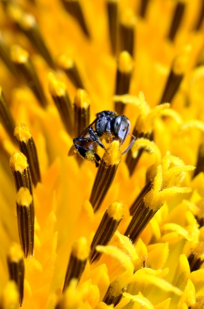 Stingless bee and sunflowerの写真素材