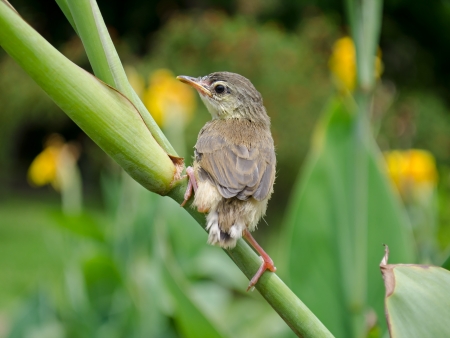 tailorbird