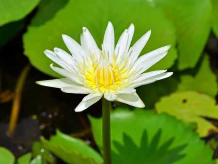 White Lotusの写真素材